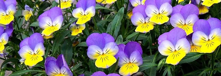 Hornveilchen mit violett-gelben Blüten.